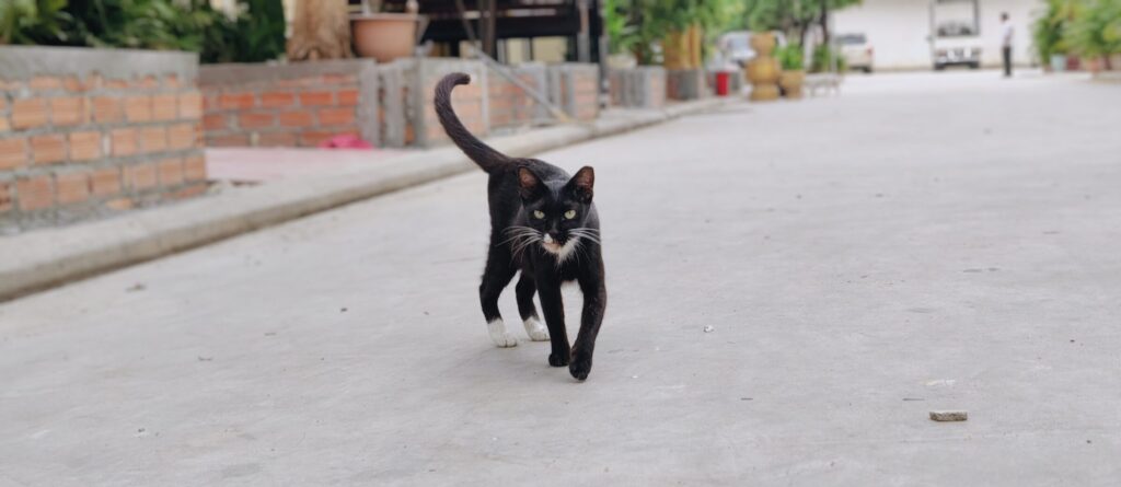 Black and white cat walking toward the camera at a pagoda