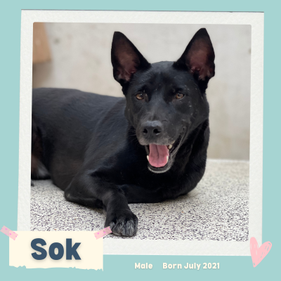 Sok