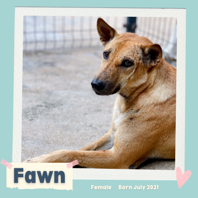 Fawn