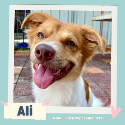 Ali