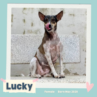 Lucky